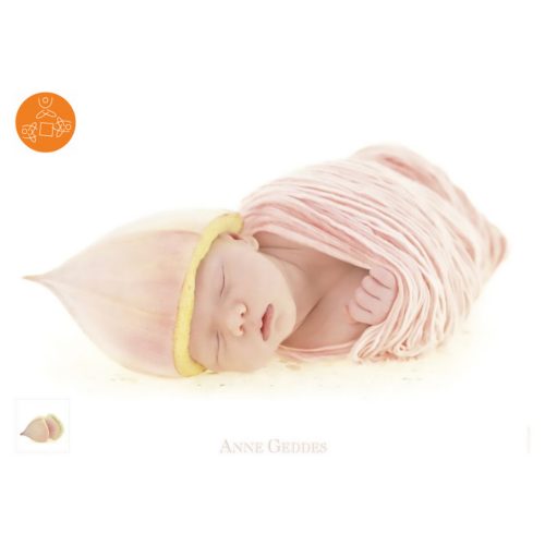 Eukalyptusknospe, Anne Geddes, 1000 db (57986)