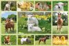 Baby Farm Animals, 100 db (56194)