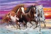 Trio of wild horses, 200 db (56356)